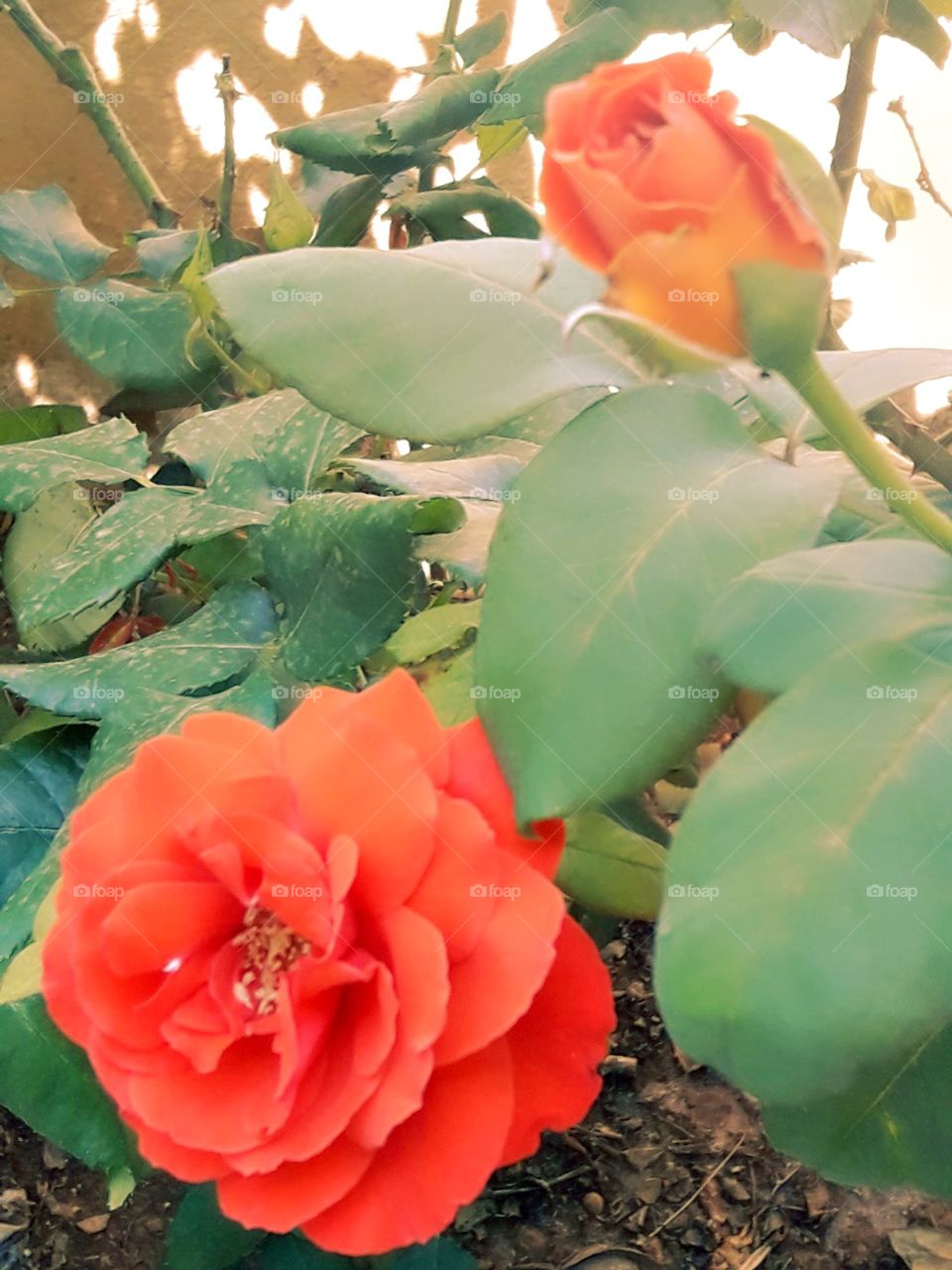 my love red rose