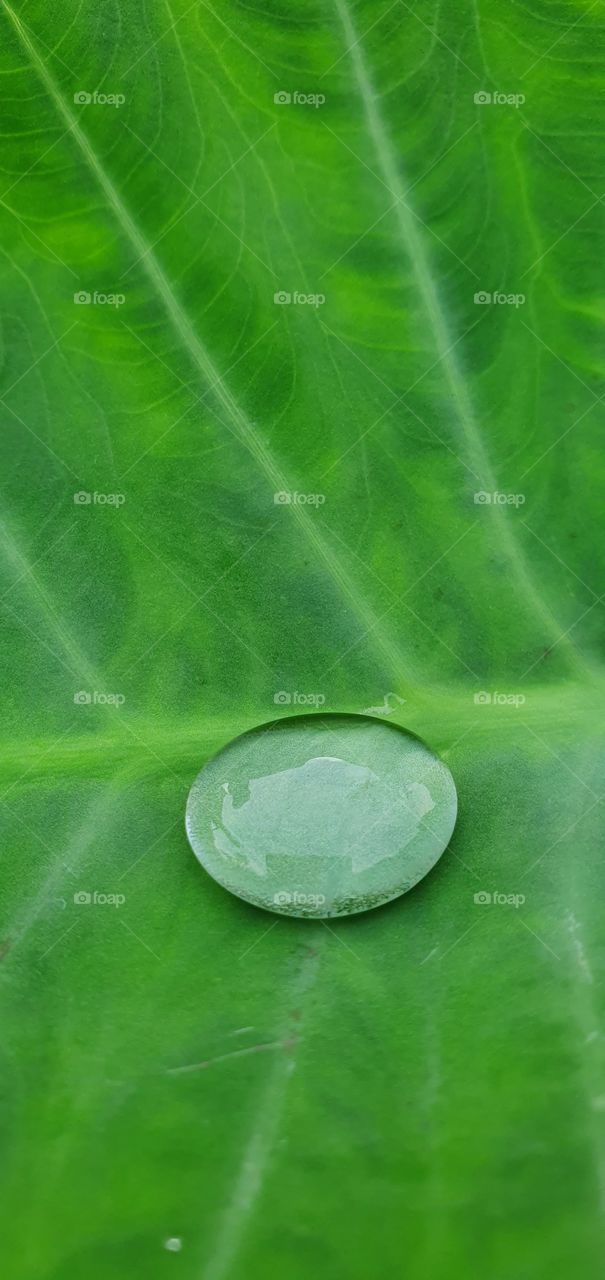 like water on taro leaves