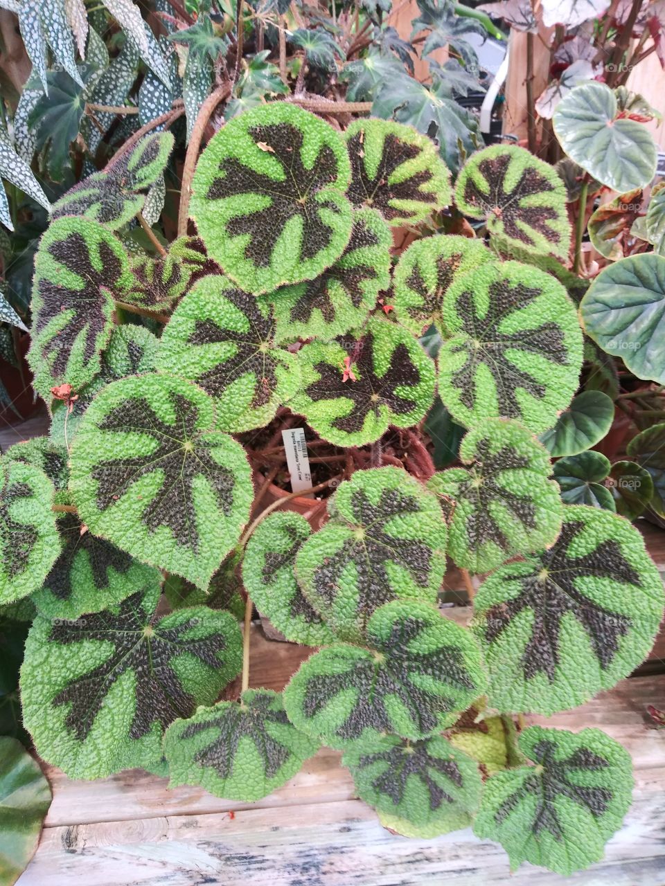 leaf patterns