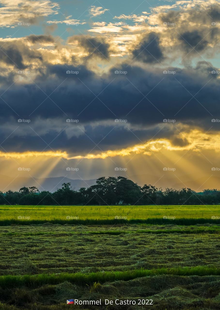 Sunrise view at rice-fields