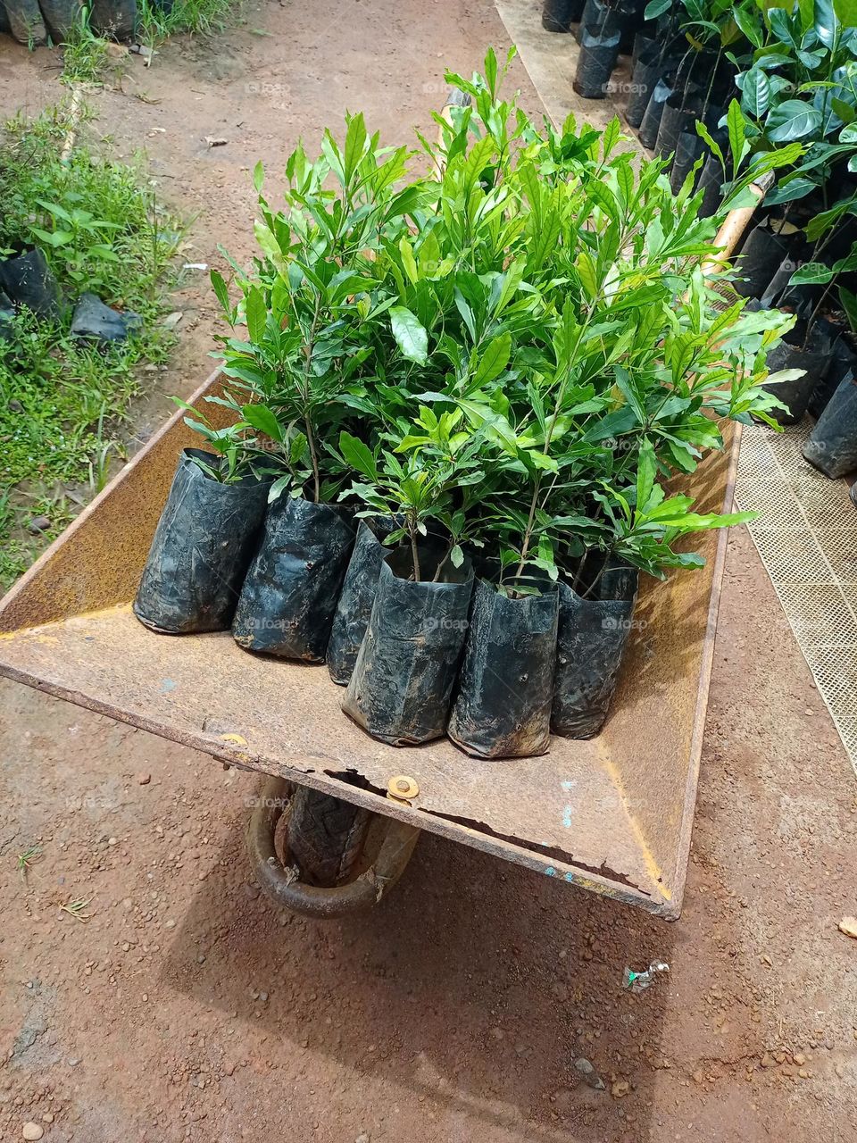 plants ready to delivery in trolley plant nursery buisness