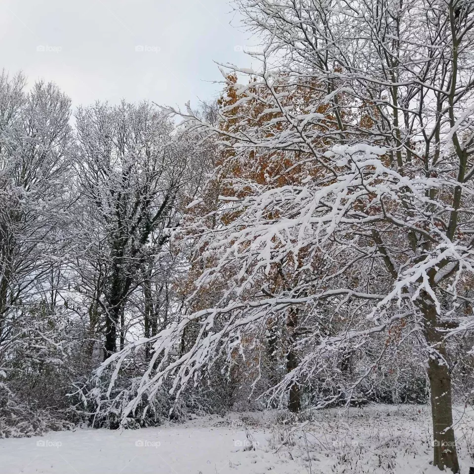 frost