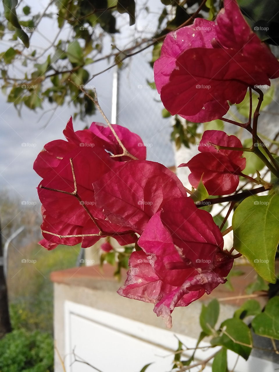 Bougainvillea . The beauty of nature 