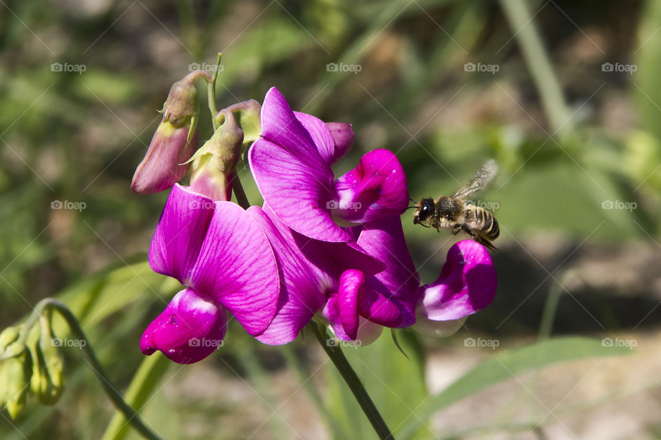 Bee hovering net to a flower