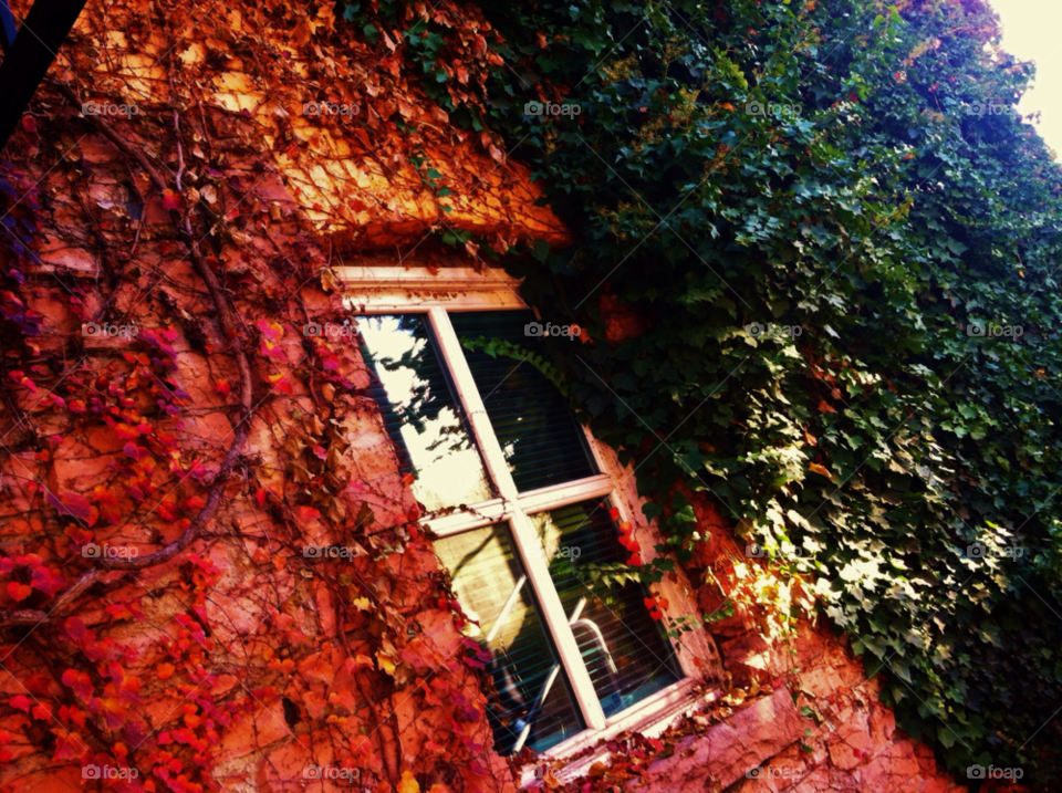 green red leaves window by leoalex94