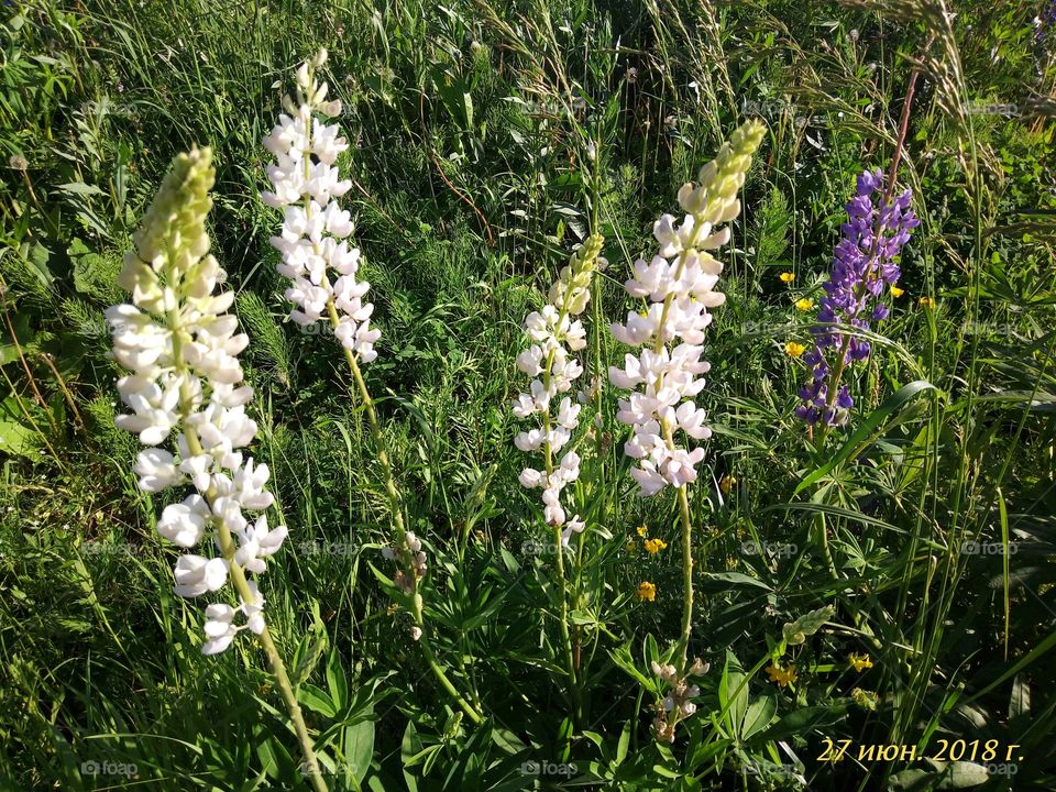 Люпины.Белые.Лето.Зеленый.Красиво.