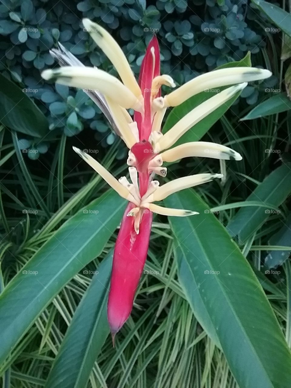 A tropical flower that opens widely to your eyes.