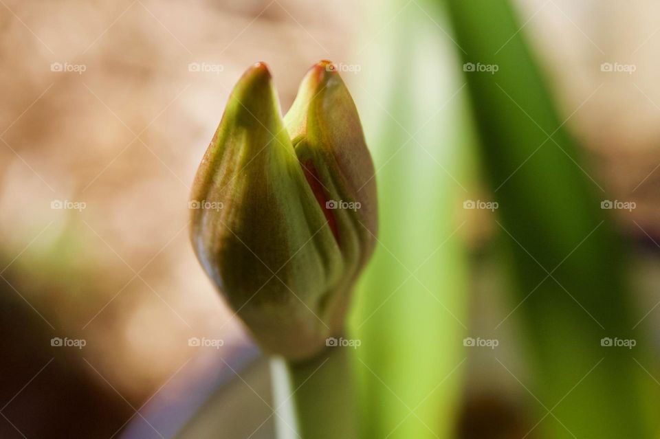 Red Lily Bud