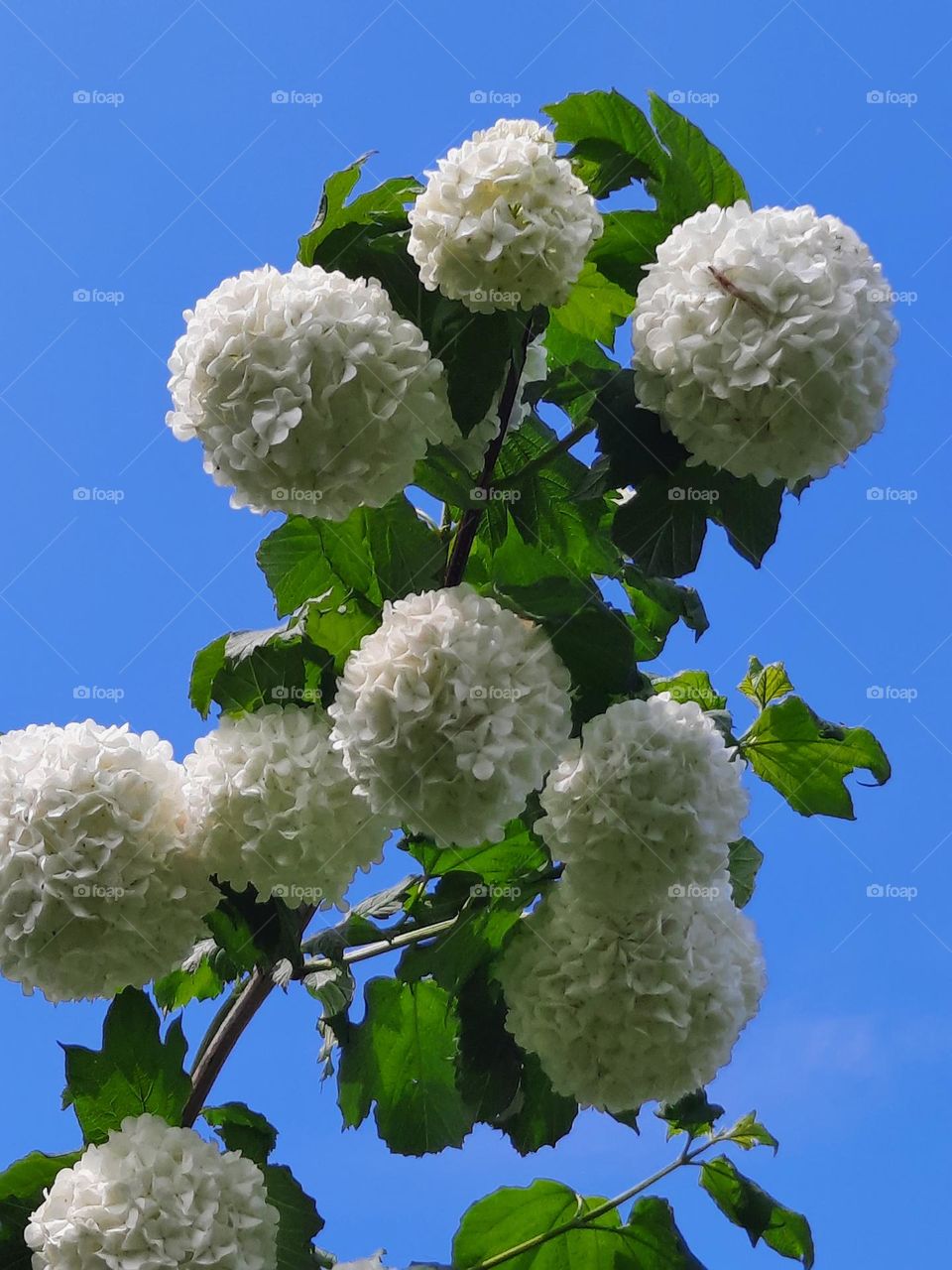 white boule de nice flowers against blue sky