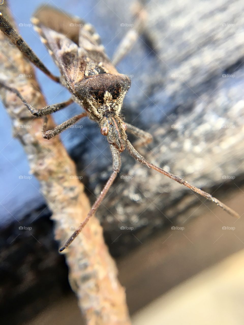 Macro insect, beetle оn a branch