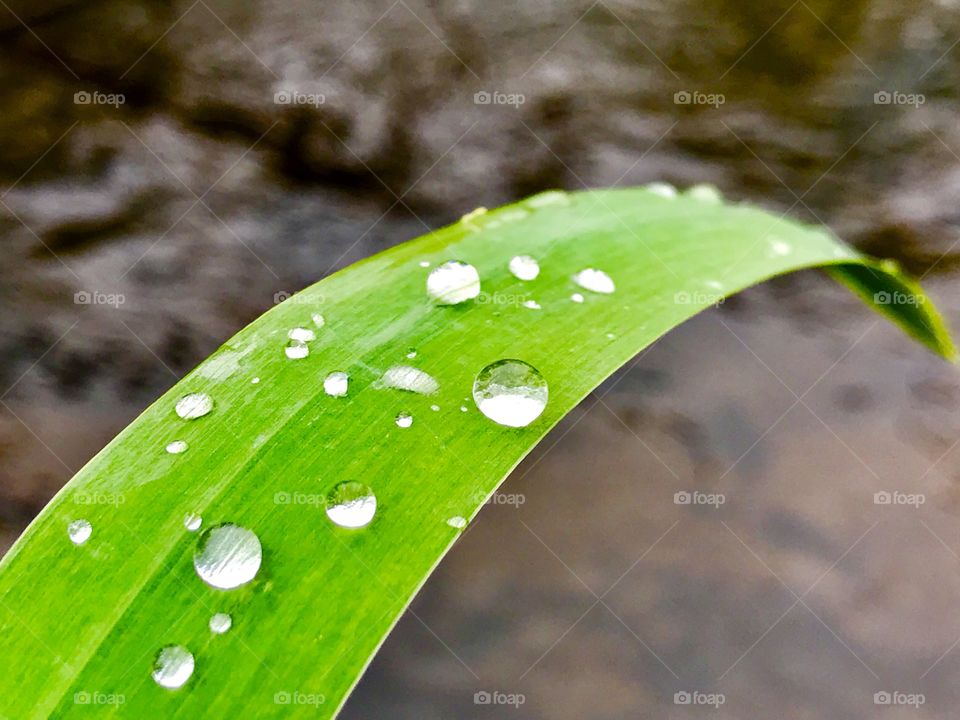 Drops of rain on a green leave