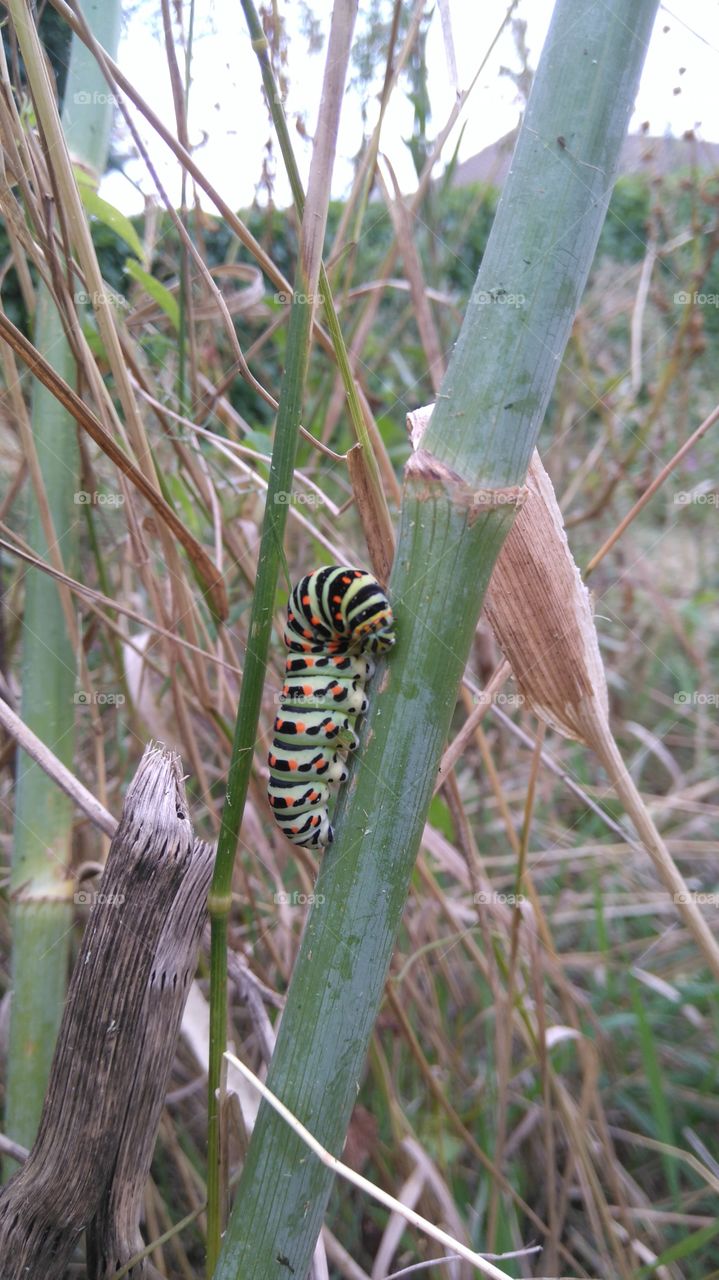 Caterpillar
