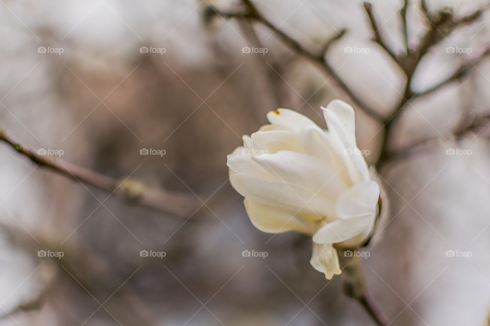 Magnolia stellata blossom