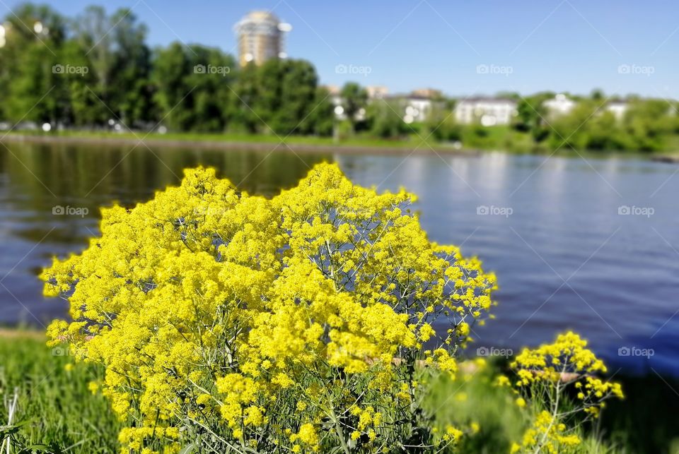 City flowers.