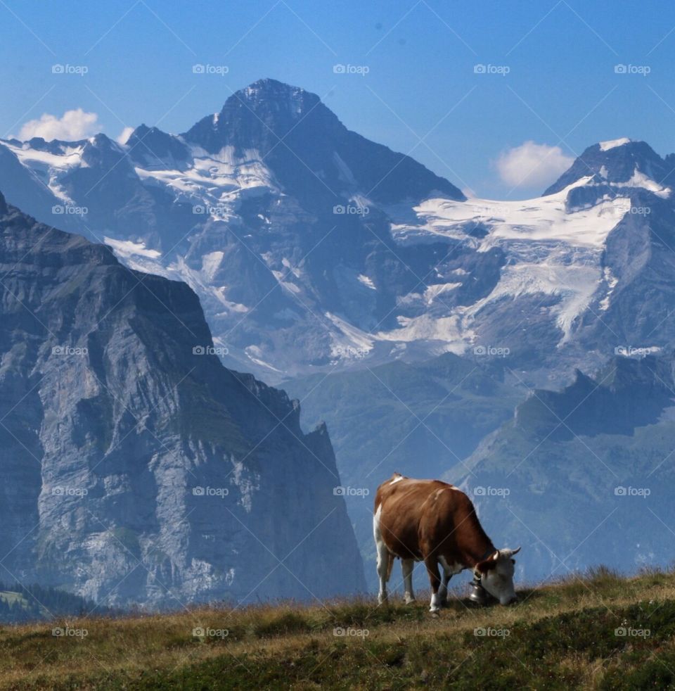 Alpine cow against a beautiful mountainous background! 