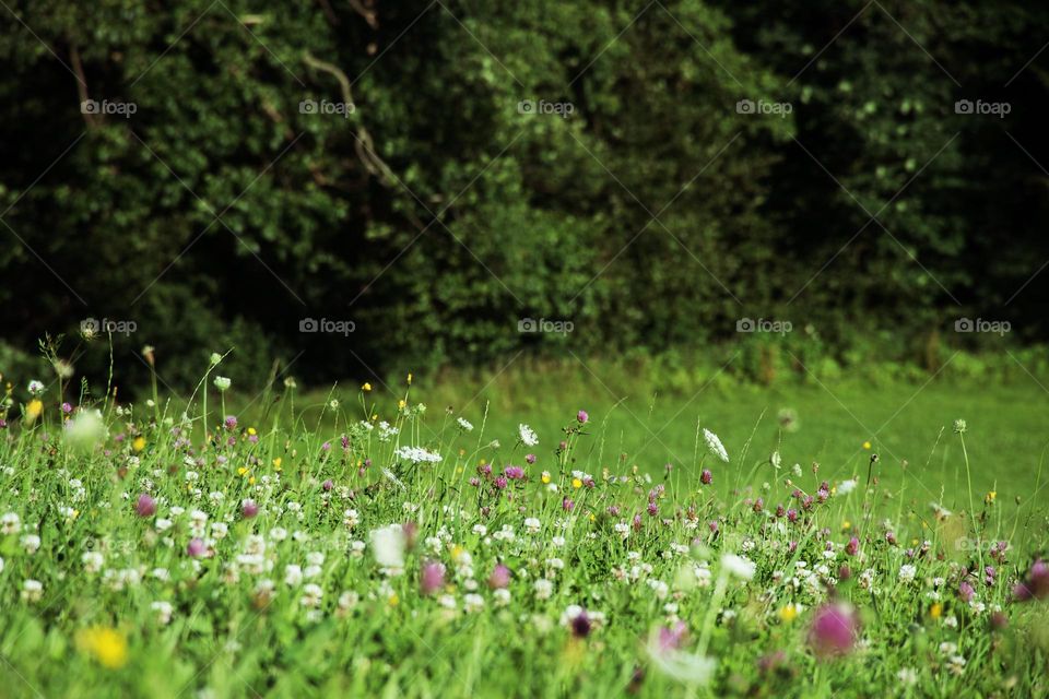 Colorful Summer Meadow