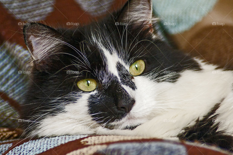 Big, fluffy and black and white cat looks a bit grumpy, head shot.