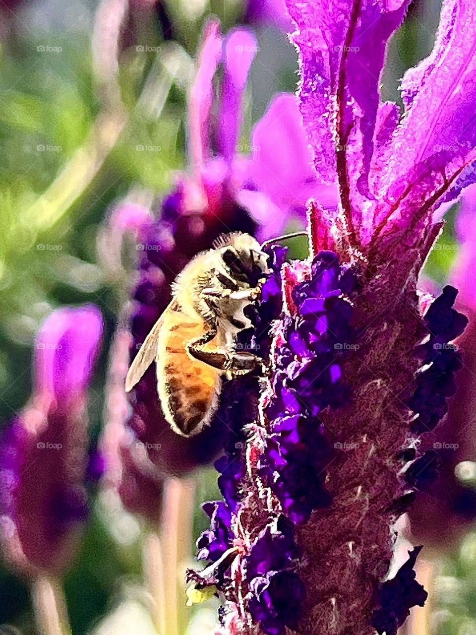 Honey bee pollinating lavender flower