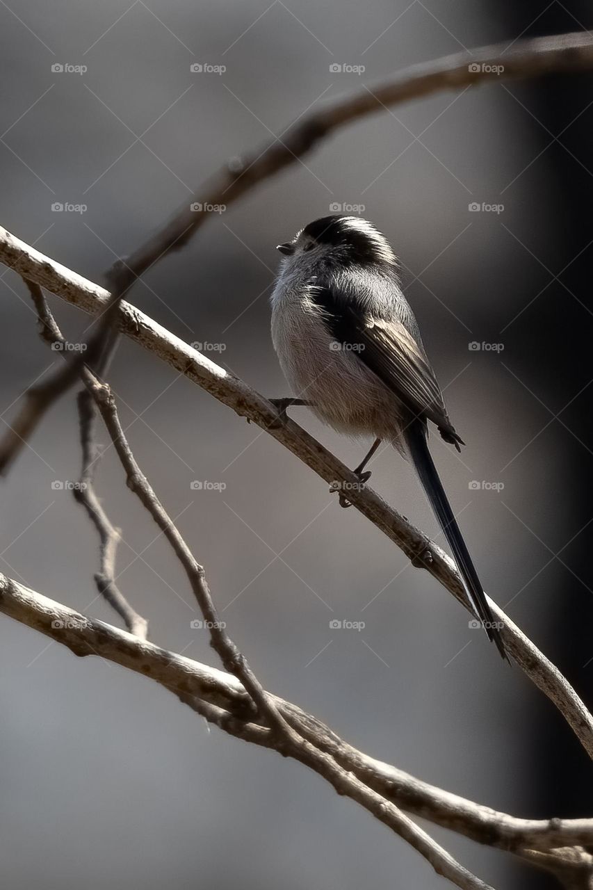 Long-tailed Tit