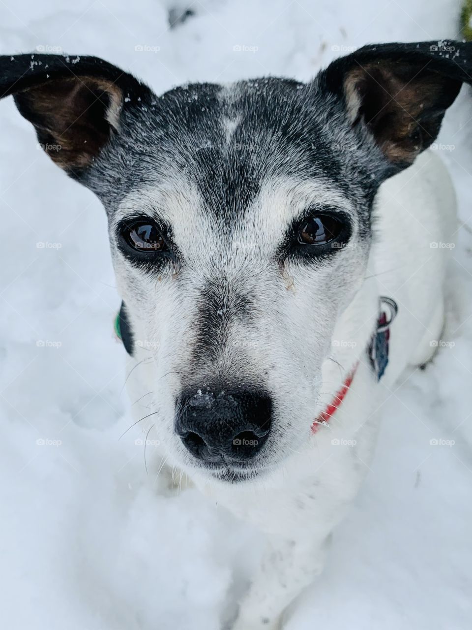 Jack Russell terrier in the snow