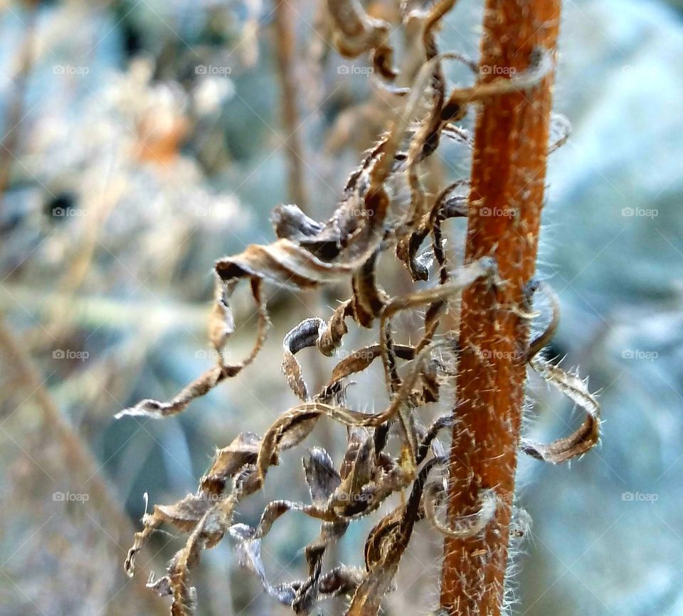 dried fall leaves.