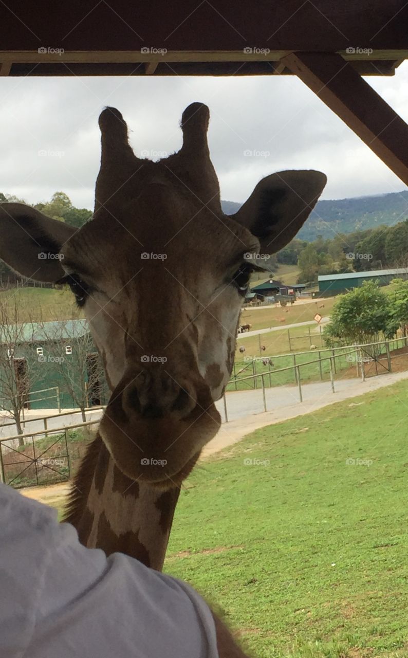 Giraffe at Safari Park