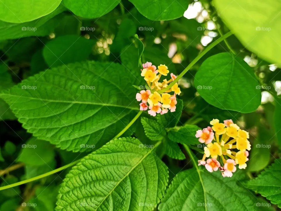 from my garden