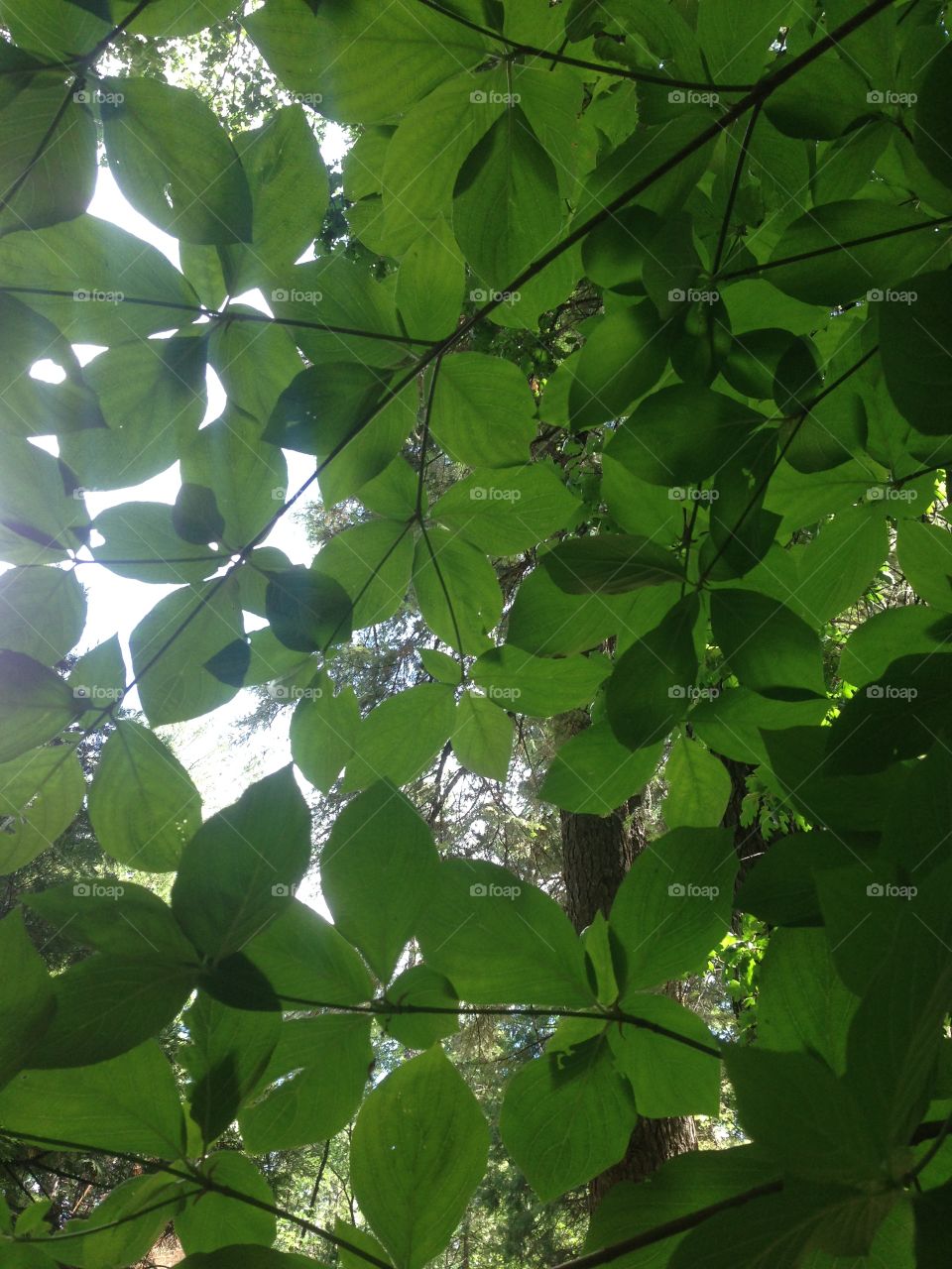 Perfectly shaped, deep green leaves. Taken from under a dogwood tree. With a peek of the sky and trees above. 