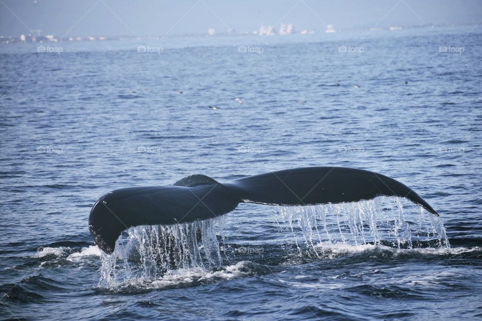 Grey Whale 