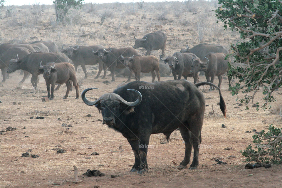 Buffalo's standing on field