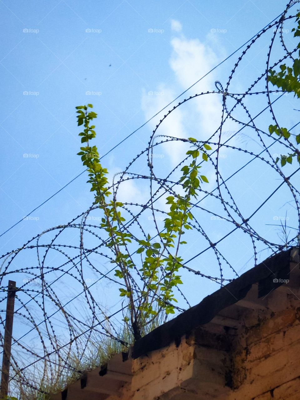 A tree bush that grew on the wall between the barbed metal wire