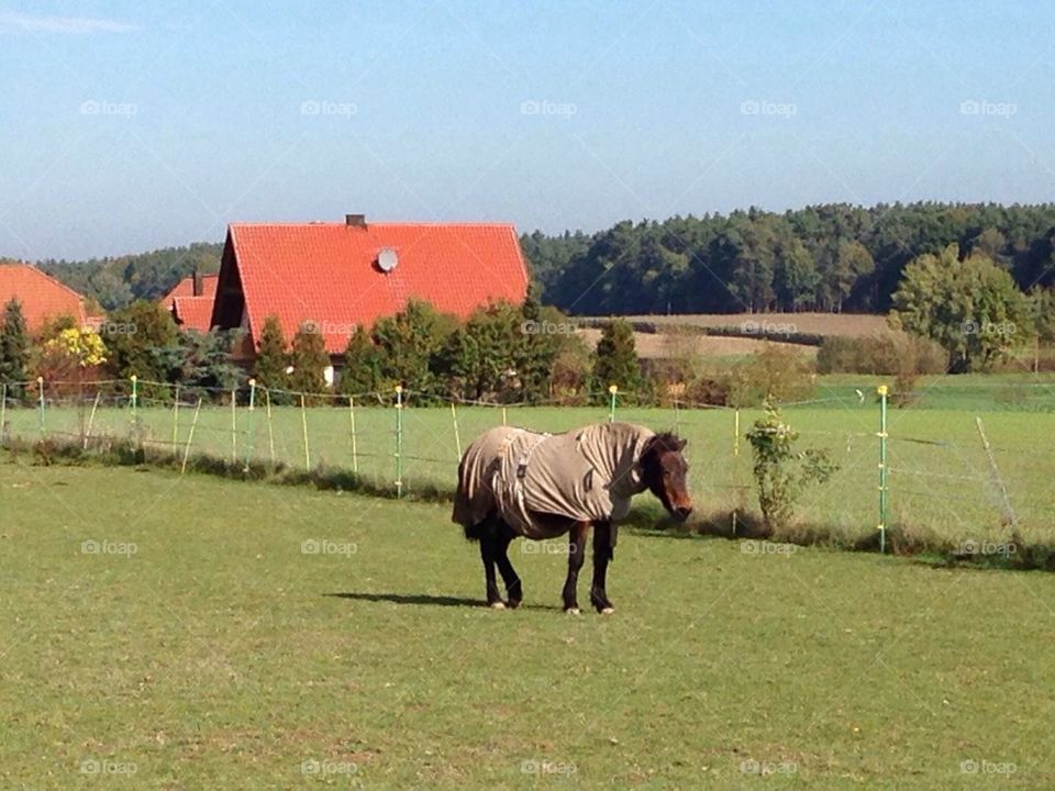 Covered horse