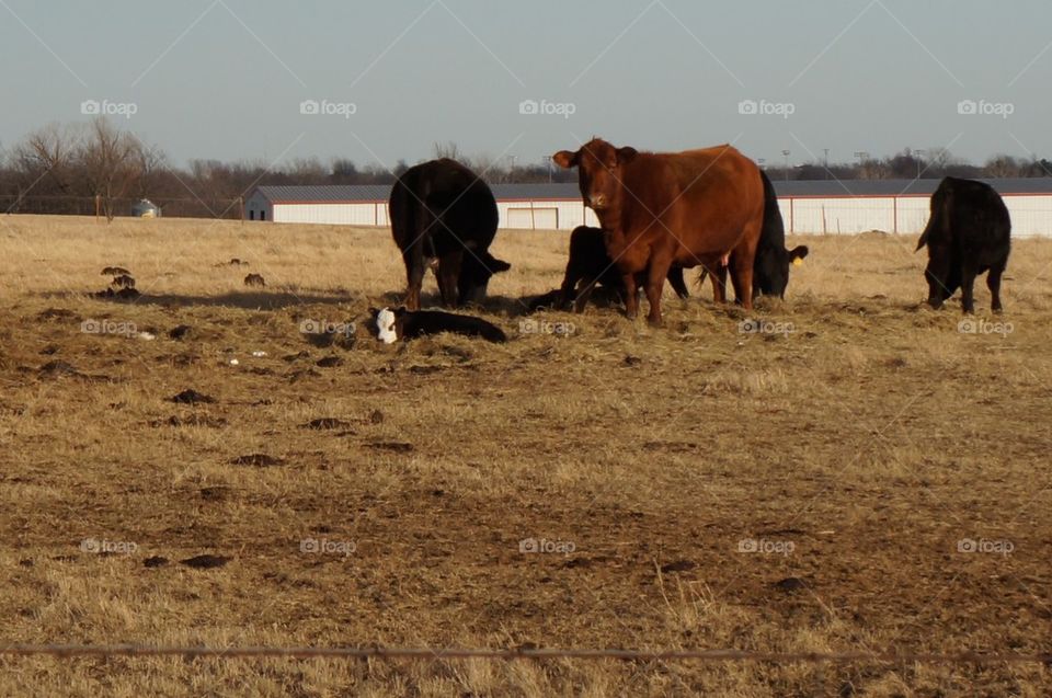 Cows and calf