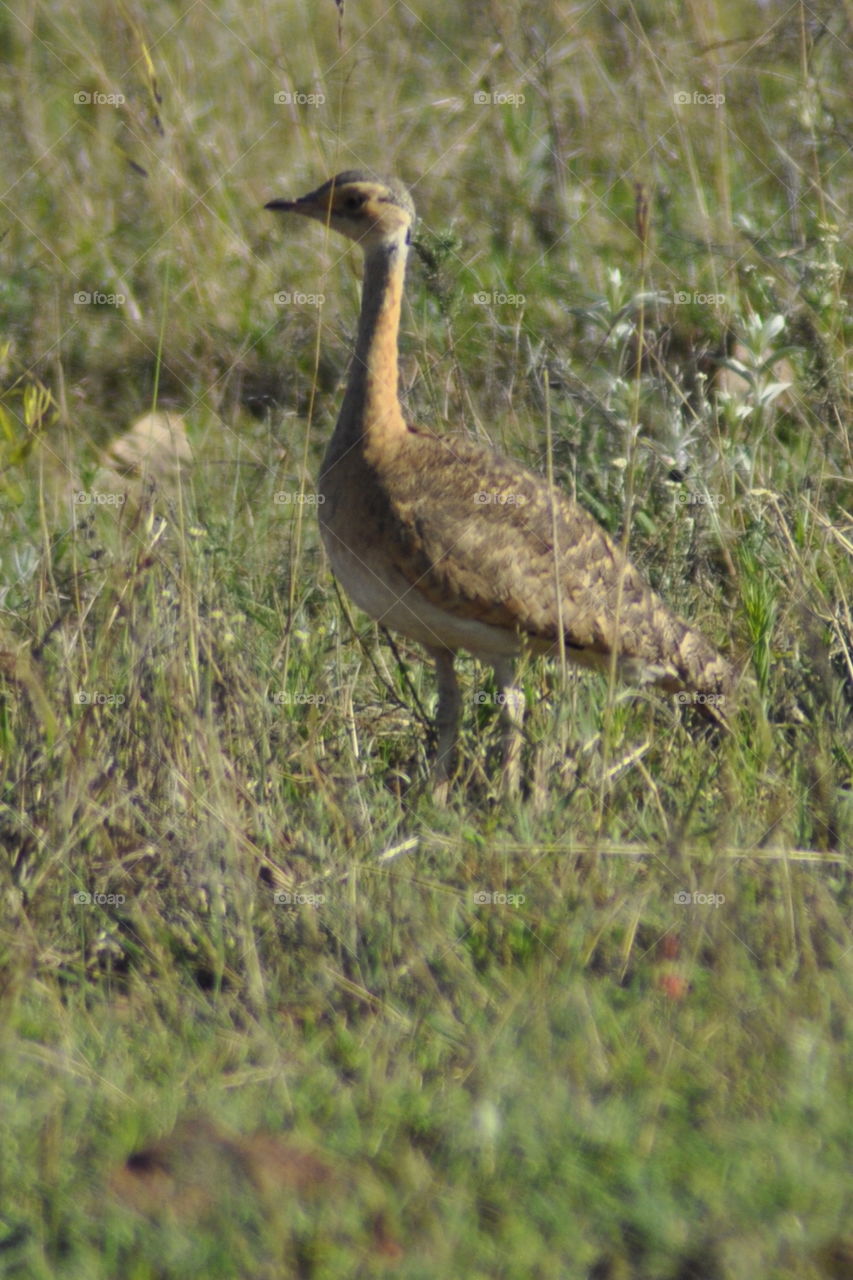 Back bellied bustard