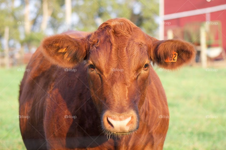 A red steer stands in a grassy pasture in the warm, early autumn sun with a beautiful red barn in the blurred background behind him 