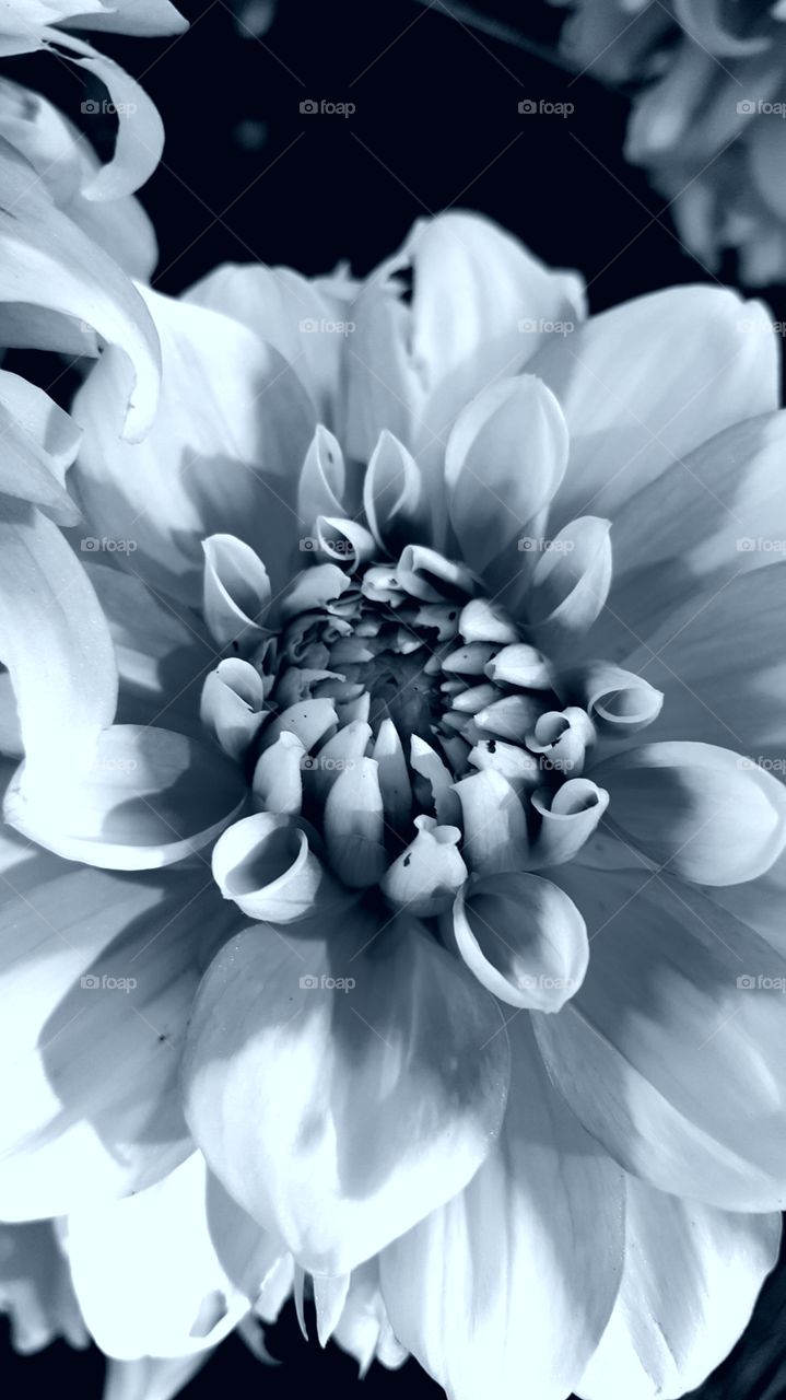 flowers in black & white