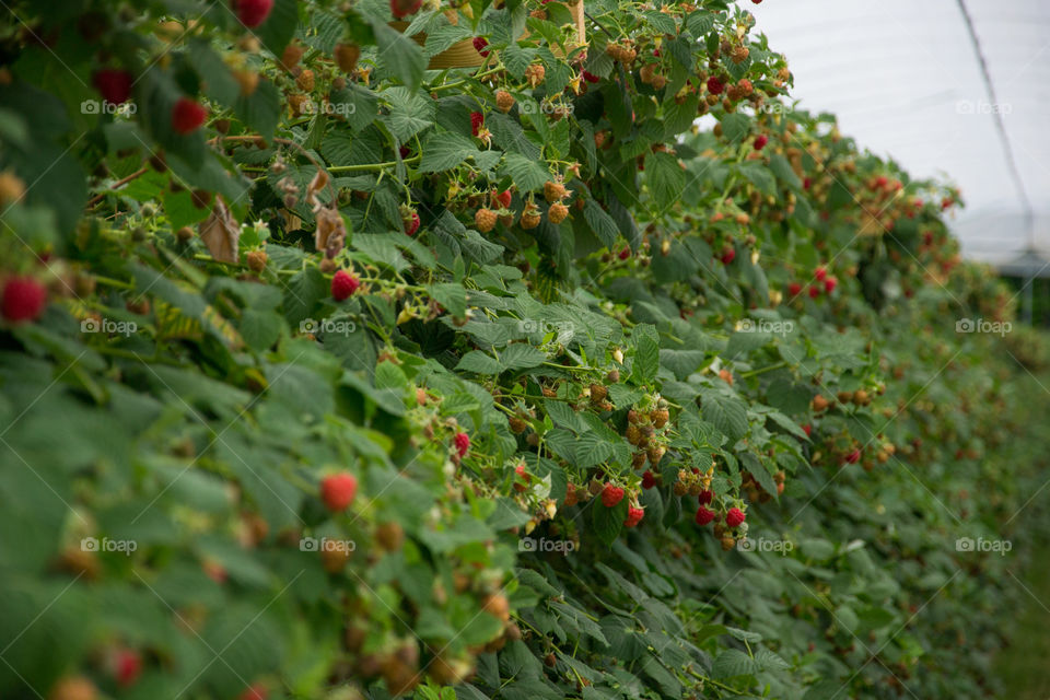 Raspberries on a bush.