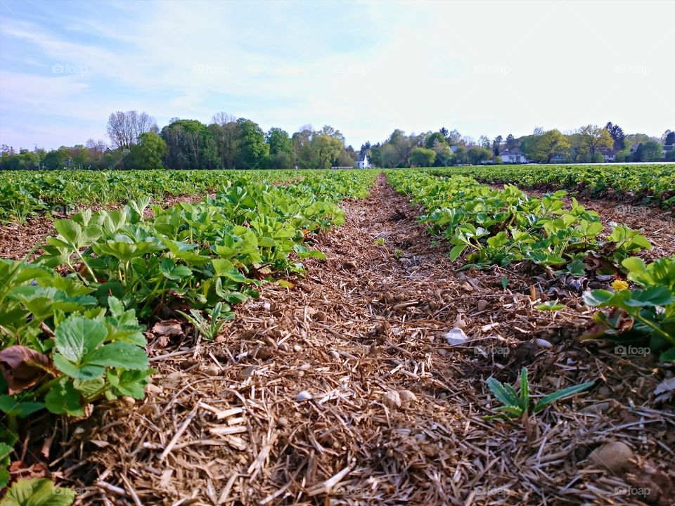 Strawberry Field 