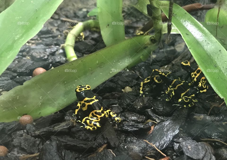 Yellow-banded poison dart frogs