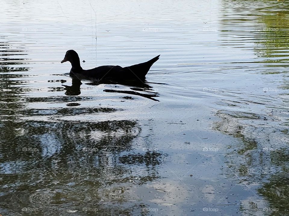 Silhouettes in the water