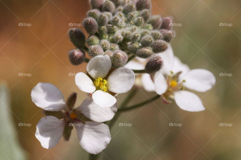 buds and white flowers in spring