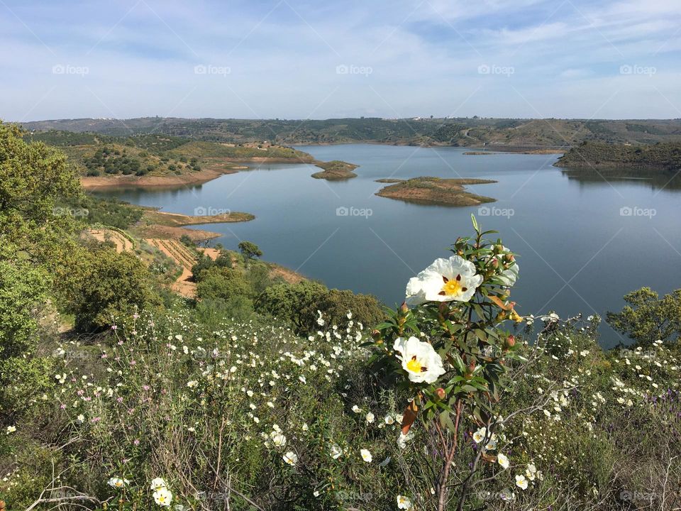 Blooming landscape near a lake