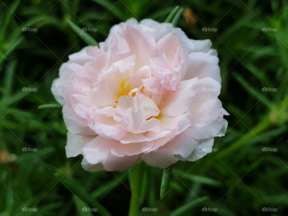  Portulaca Grandiflora or Moss-rose