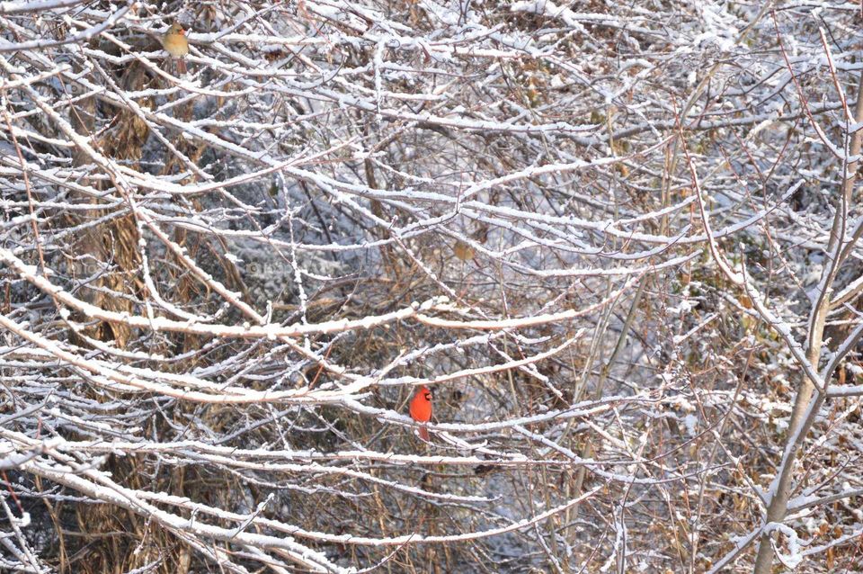 Cardinals in Winter