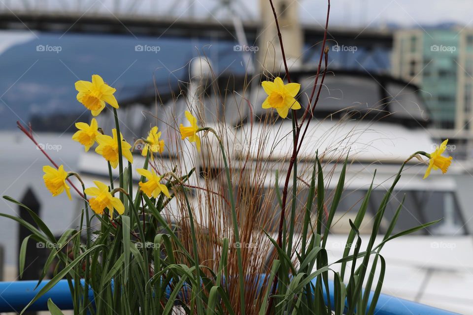 Daffodils blooming 