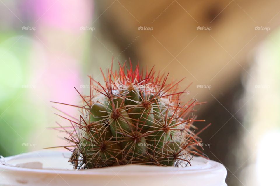 Small cactus