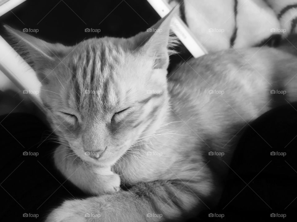 sleep cat Samgung. beautiful kitten
