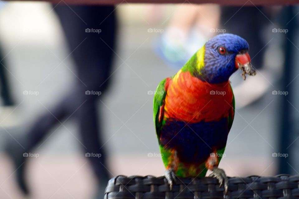 Rainbow Lorikeet, Sydney Australia 
