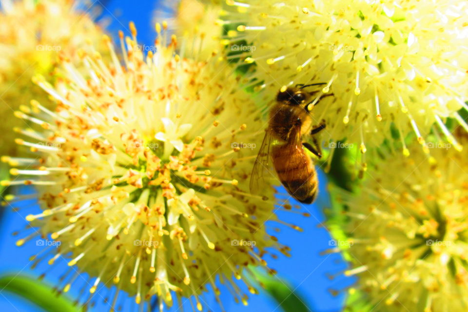 Bee