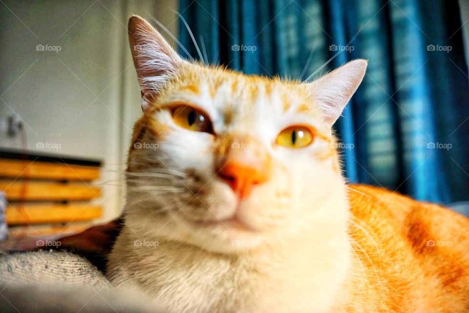 My cat looking at my camera lens. 